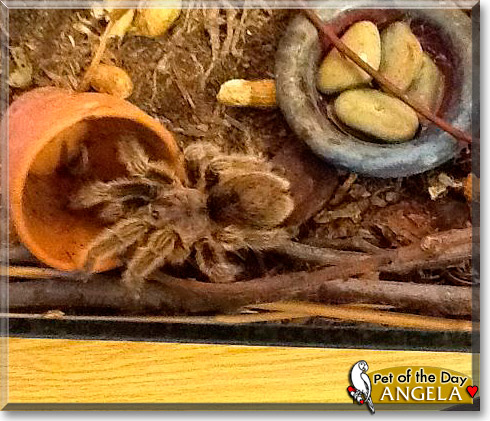 Angela, the Pet of the Day