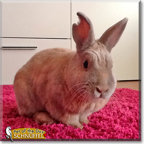 Schn&uuml;ffel, the Pet of the Day