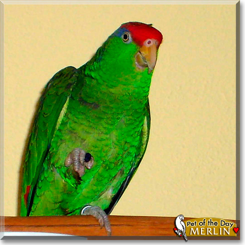 Merlin, the Pet of the Day