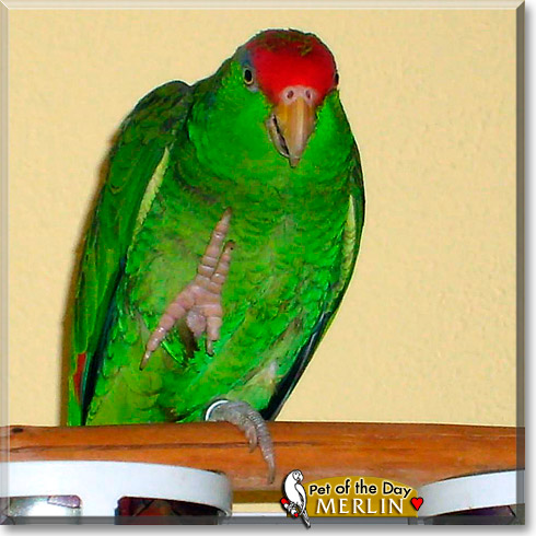 Merlin, the Pet of the Day