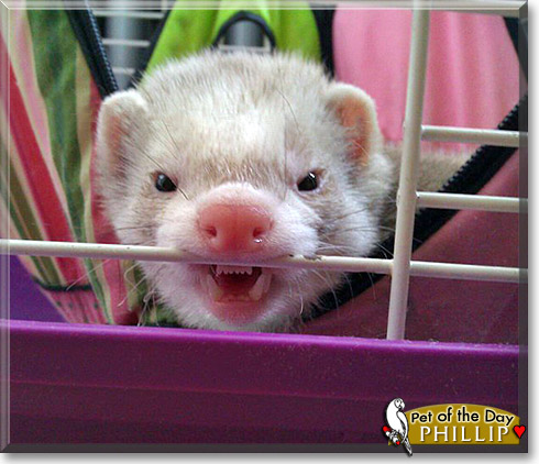 Phillip, the Pet of the Day