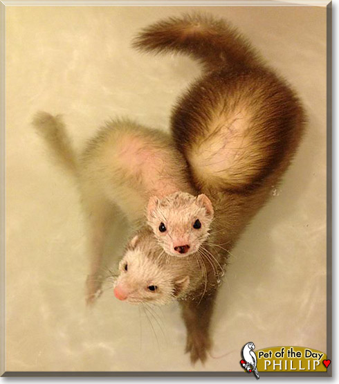 Phillip, the Pet of the Day