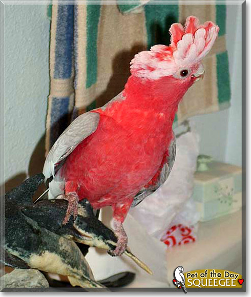 Squeegee, the Pet of the Day