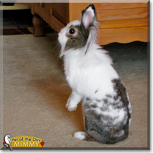 Mimmy, the Pet of the Day