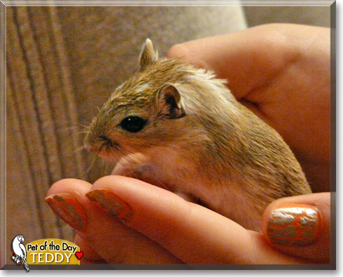 Teddy, the Pet of the Day