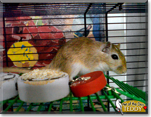 Teddy, the Pet of the Day