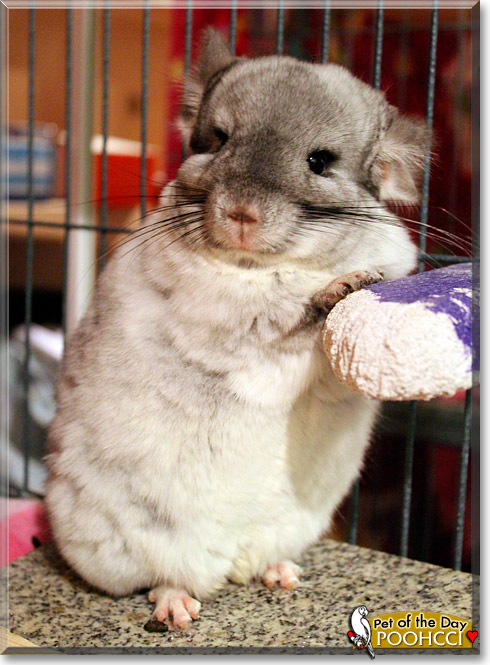 Poohcci, the Pet of the Day