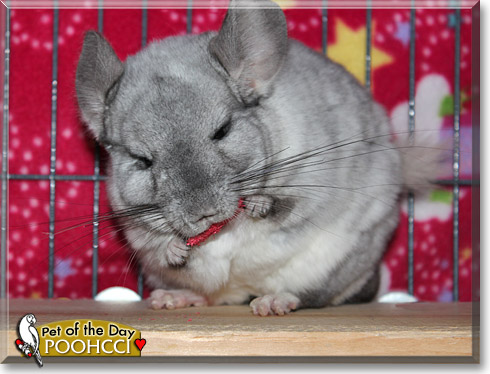 Poohcci, the Pet of the Day