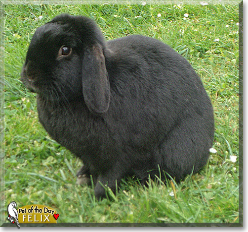 Felix, the Pet of the Day