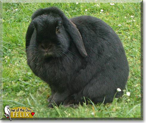 Felix, the Pet of the Day
