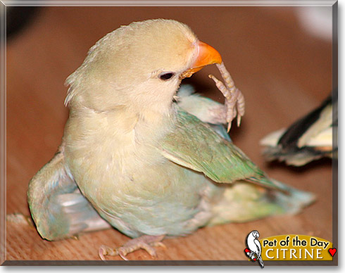 Citrine, the Pet of the Day Citrine, the Pet of the Day