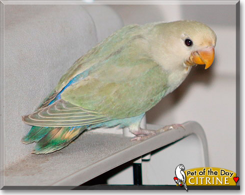 Citrine, the Pet of the Day Citrine, the Pet of the Day