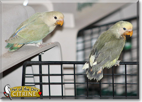 Citrine, the Pet of the Day Citrine, the Pet of the Day