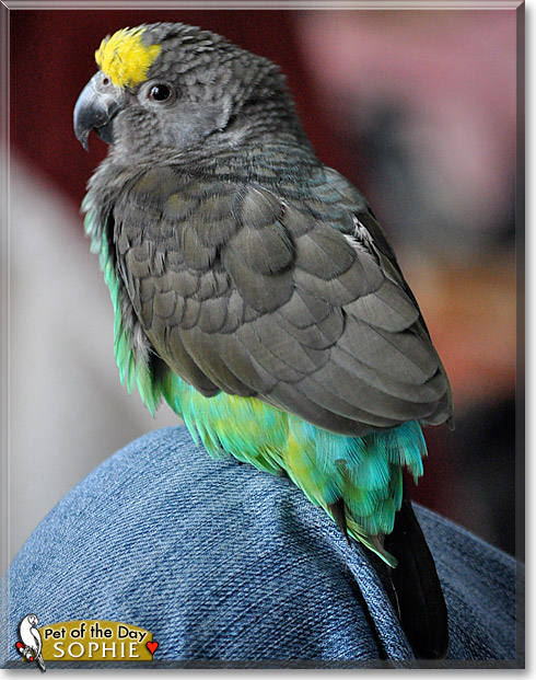 Sophie Phoenix, the Pet of the Day