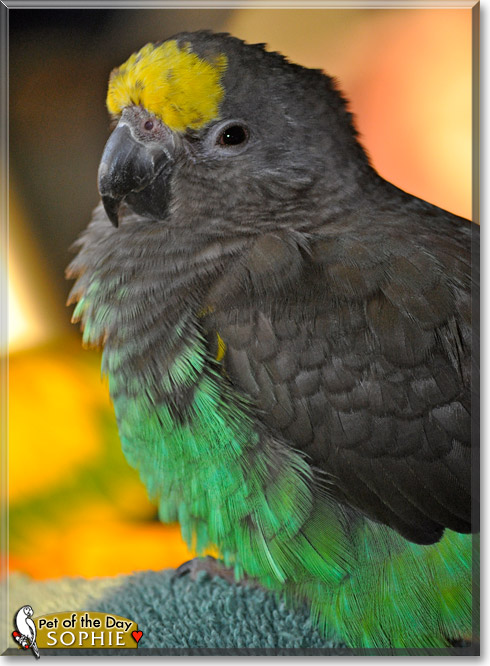 Sophie Phoenix, the Pet of the Day