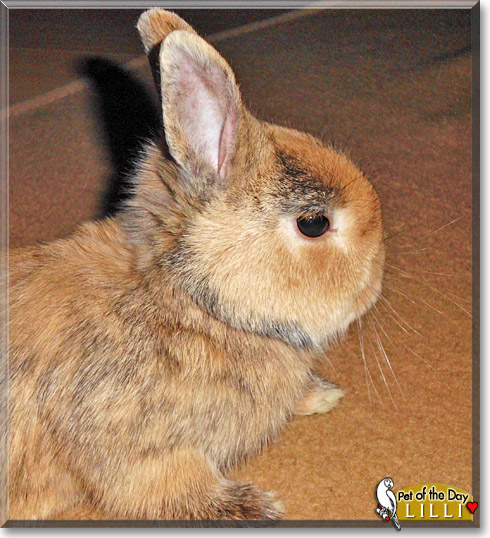 Lilli, the Pet of the Day