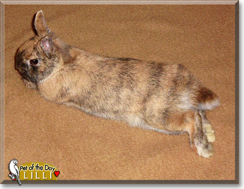 Lilli, the Pet of the Day