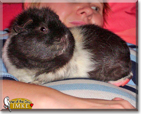 Imke, the Pet of the Day