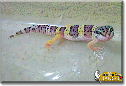Rango, the Pet of the Day