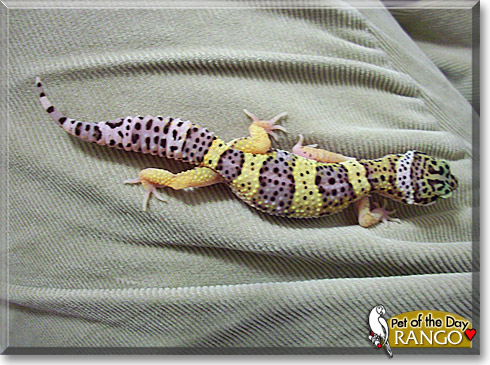 Rango, the Pet of the Day