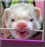 Phillip