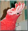 Squeegee