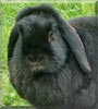 Felix