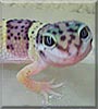 Rango