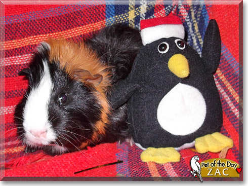 Zac, the Pet of the Day