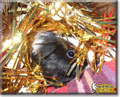 Zac, the Pet of the Day