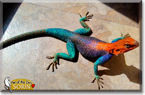 Sorin, the Pet of the Day Sorin, the Pet of the Day