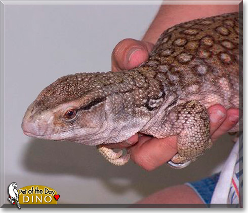 Dino, the Pet of the Day