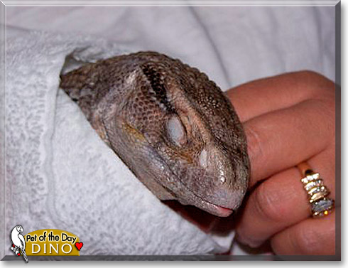 Dino, the Pet of the Day
