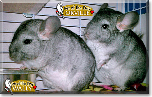 Wally, Orville, the Pet of the Day
