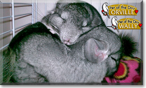 Wally, Orville, the Pet of the Day