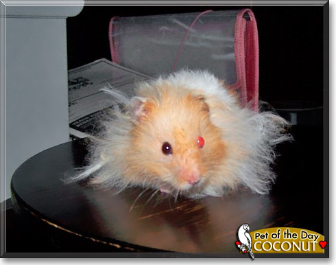 Coconut, the Pet of the Day Coconut, the Pet of the Day