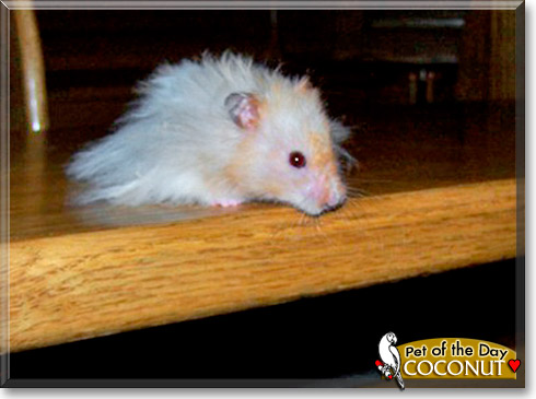 Coconut, the Pet of the Day Coconut, the Pet of the Day