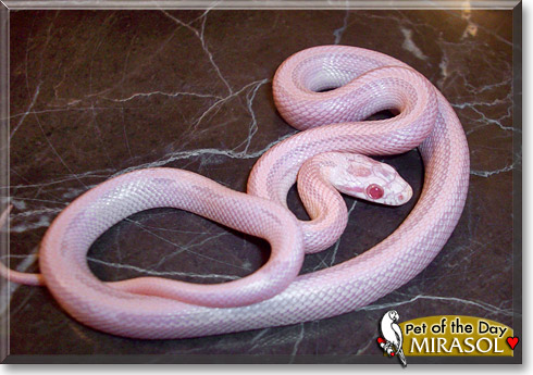 Mirasol, the Pet of the Day