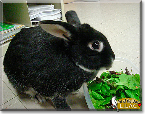 Lilac, the Pet of the Day