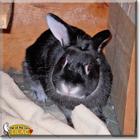Lilac, the Pet of the Day