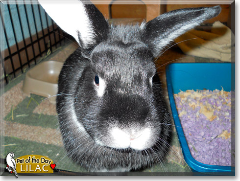 Lilac, the Pet of the Day