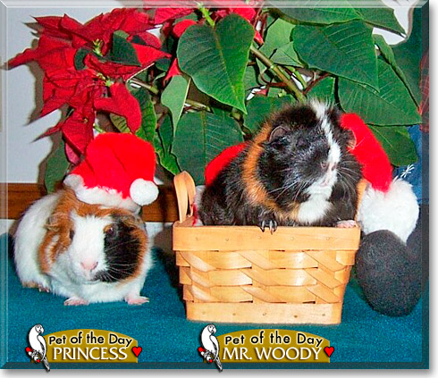 Mr. Woody, Princess, the Pet of the Day Mr. Woody, Princess, the Pet of the Day