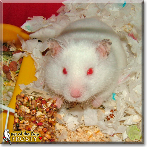 Frosty, the Pet of the Day Frosty, the Pet of the Day