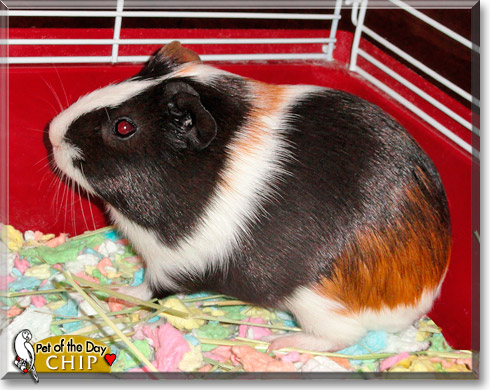 Chip, the Pet of the Day Chip, the Pet of the Day