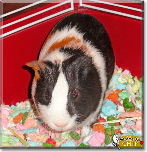 Chip, the Pet of the Day Chip, the Pet of the Day