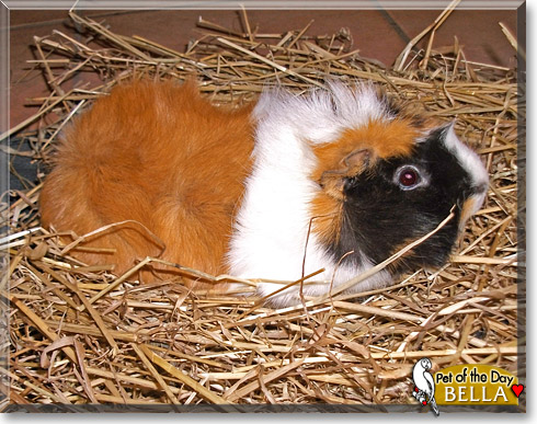 Bella, the Pet of the Day Bella, the Pet of the Day