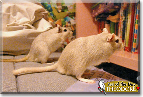 Theodore, the Pet of the Day Theodore, the Pet of the Day