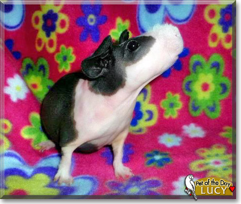 Lucy, the Pet of the Day