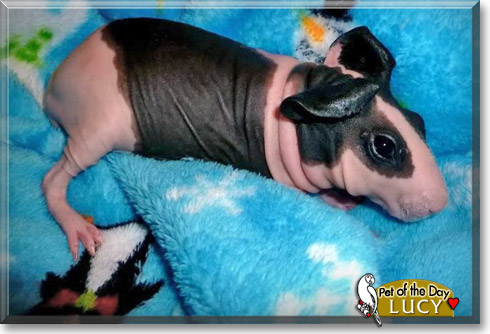 Lucy, the Pet of the Day