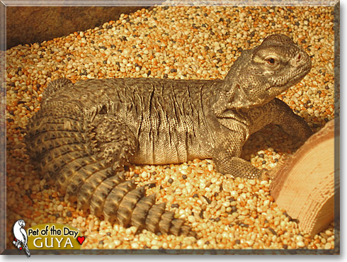 Guya, the Pet of the Day
